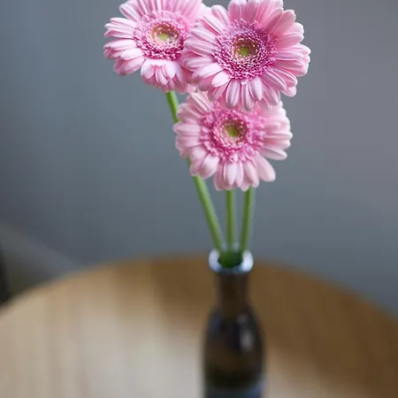 Everest Apartament *